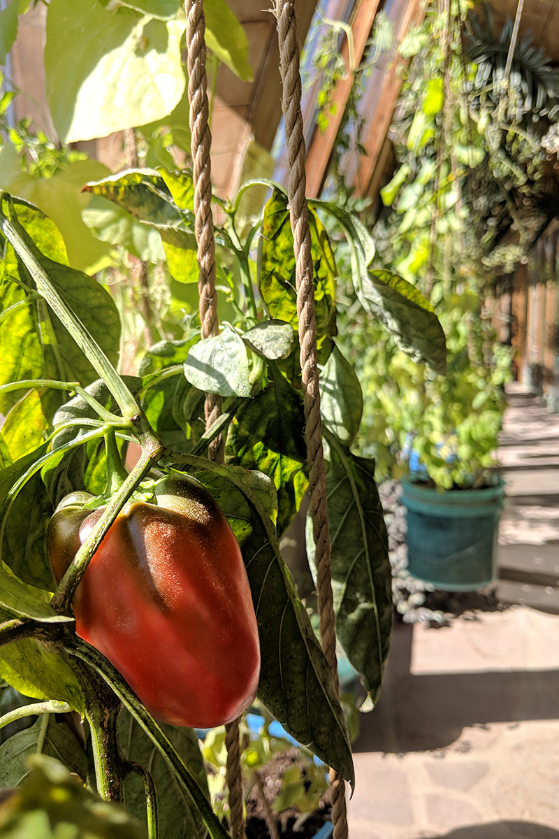 plants at an earthship