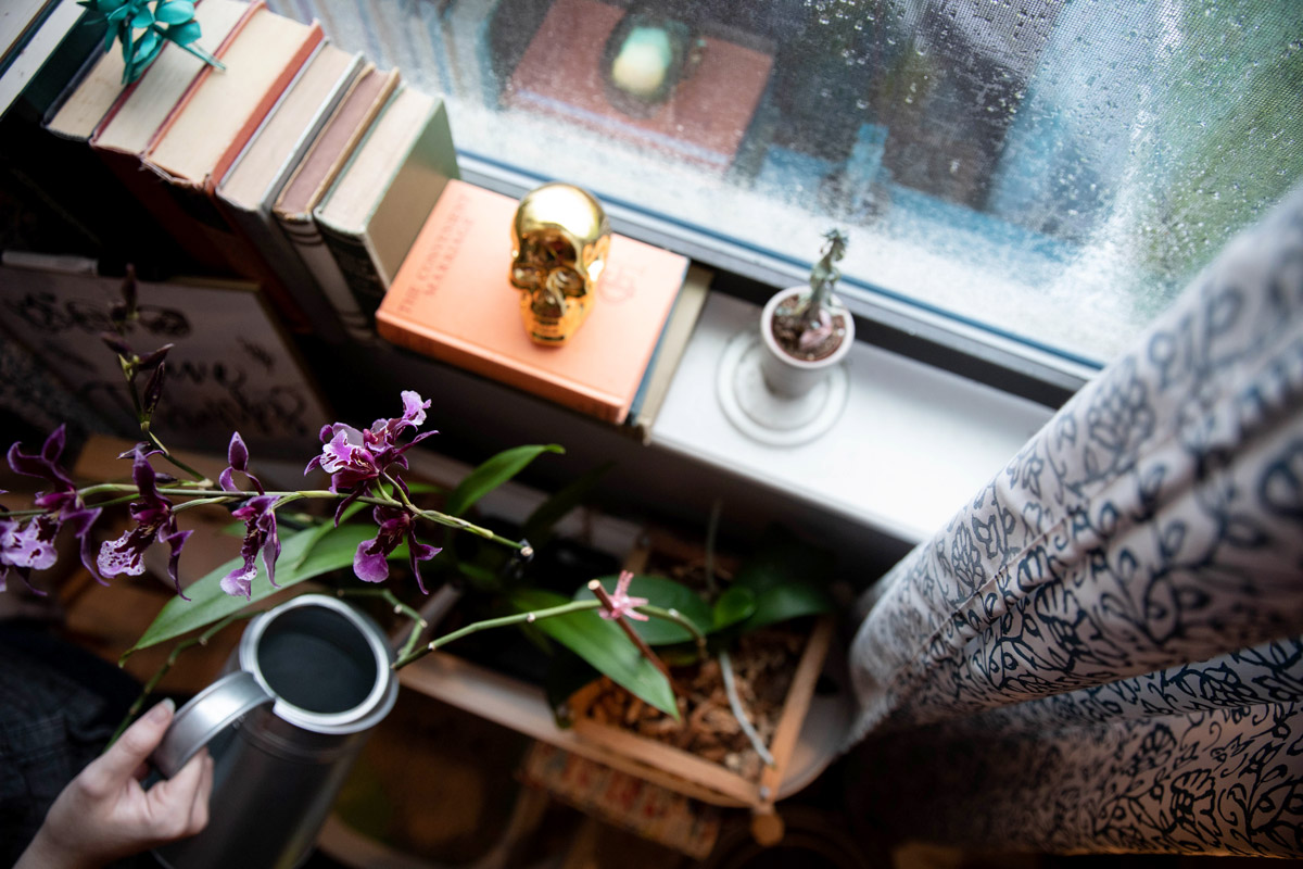 A person waters a plant next to a window.