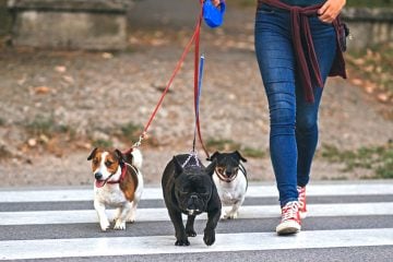 A person walks dogs.