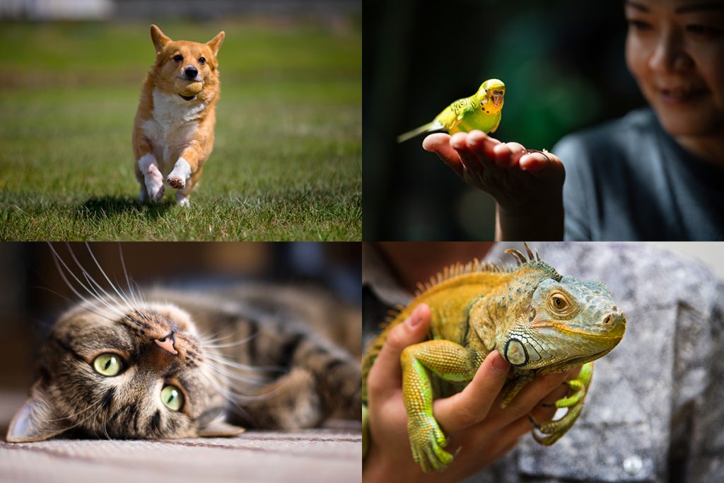 (clockwise) A dog runs, a person holds a parakeet, a person holds an iiguana, a cat lays on its back