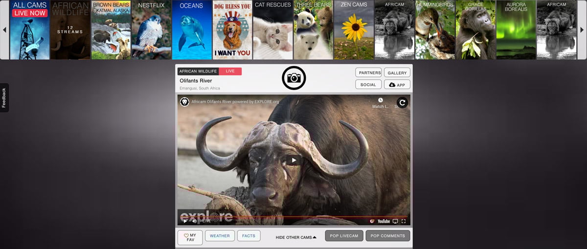 This is a screen shot of the virtual field trip at the This South African elephant park. 