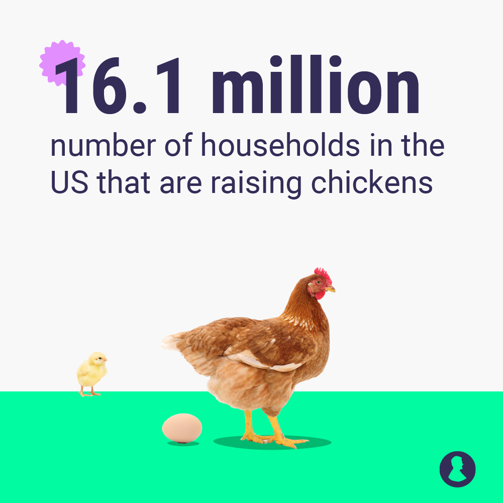 This graphic shows how many chickens are raising chickens.