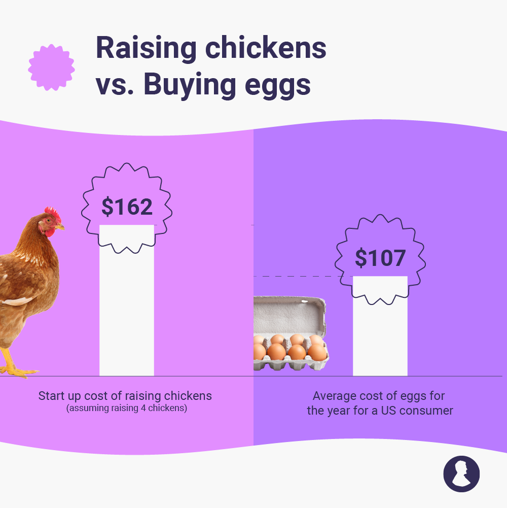 This bar graph shows the differences between raising chickens for eggs or buying eggs at the grocery store. 