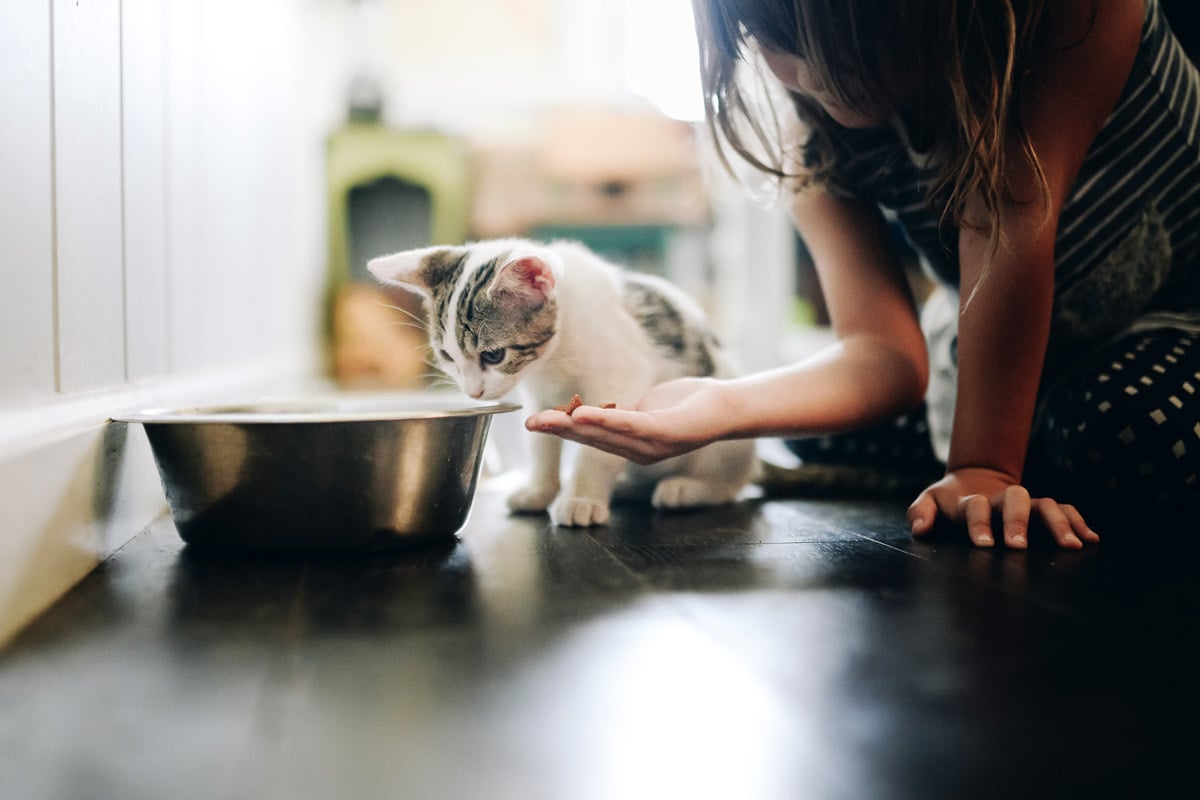 9 Ways to Find Affordable Healthy Pet Food
