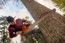 A man uses a chainsaw to cut down a tree while wearing a red flannel shirt, suspenders, jean and a hat.