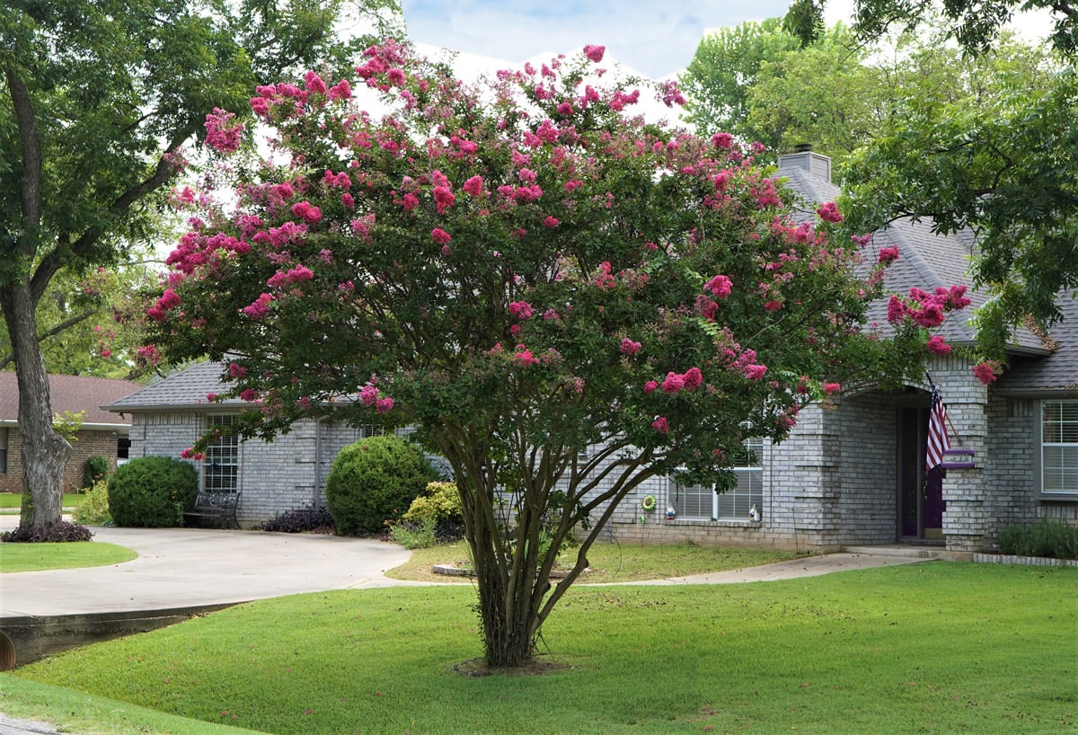 A Crape myrtle Delta tree sits in a person's front yard.