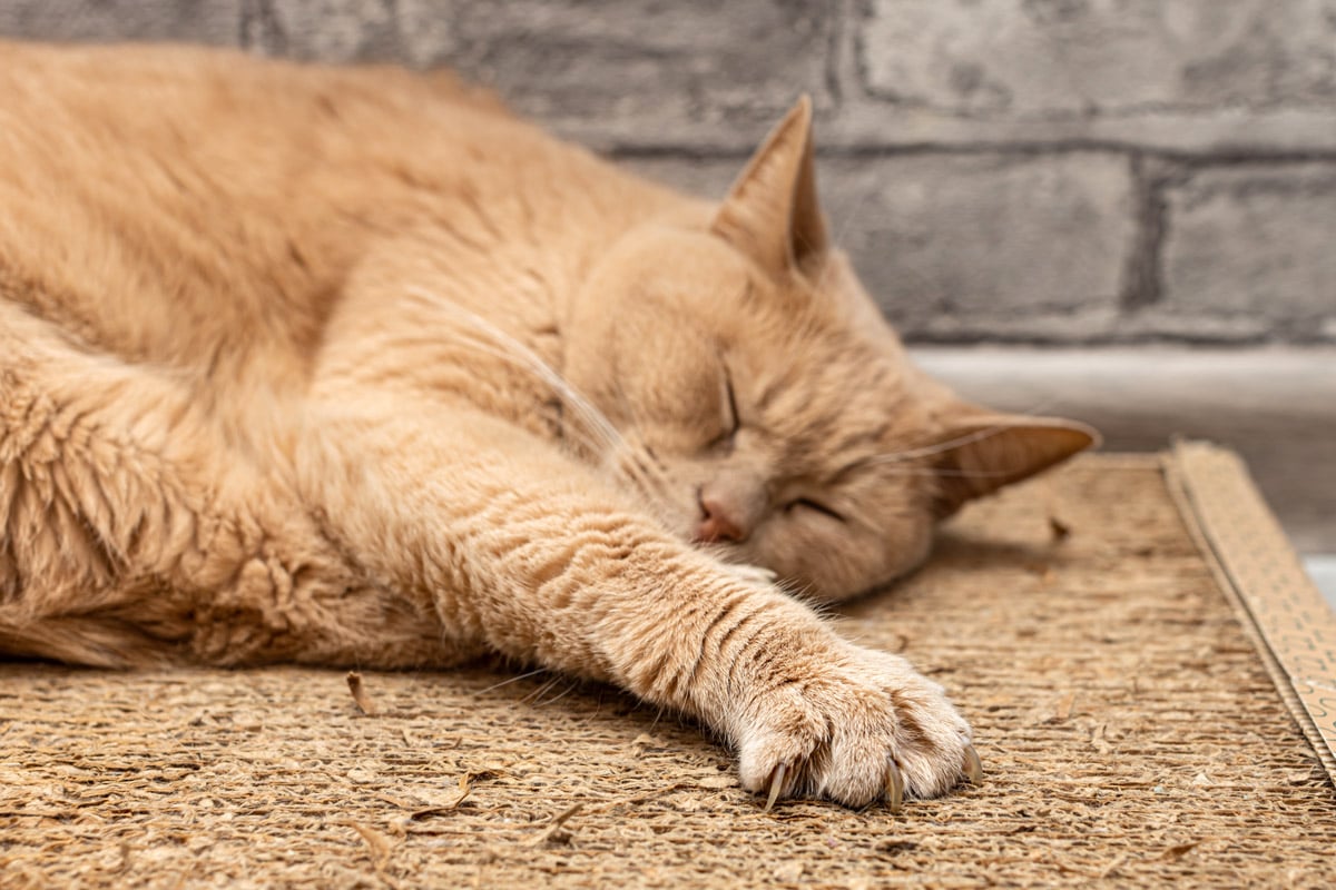 A cat sleeps on a cardboard cat scratcher. 