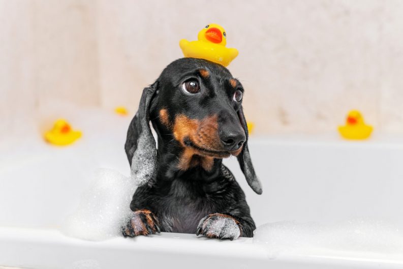 Get Your Pet a 10,000 Job as PetSmart’s ‘Chief Toy Tester’