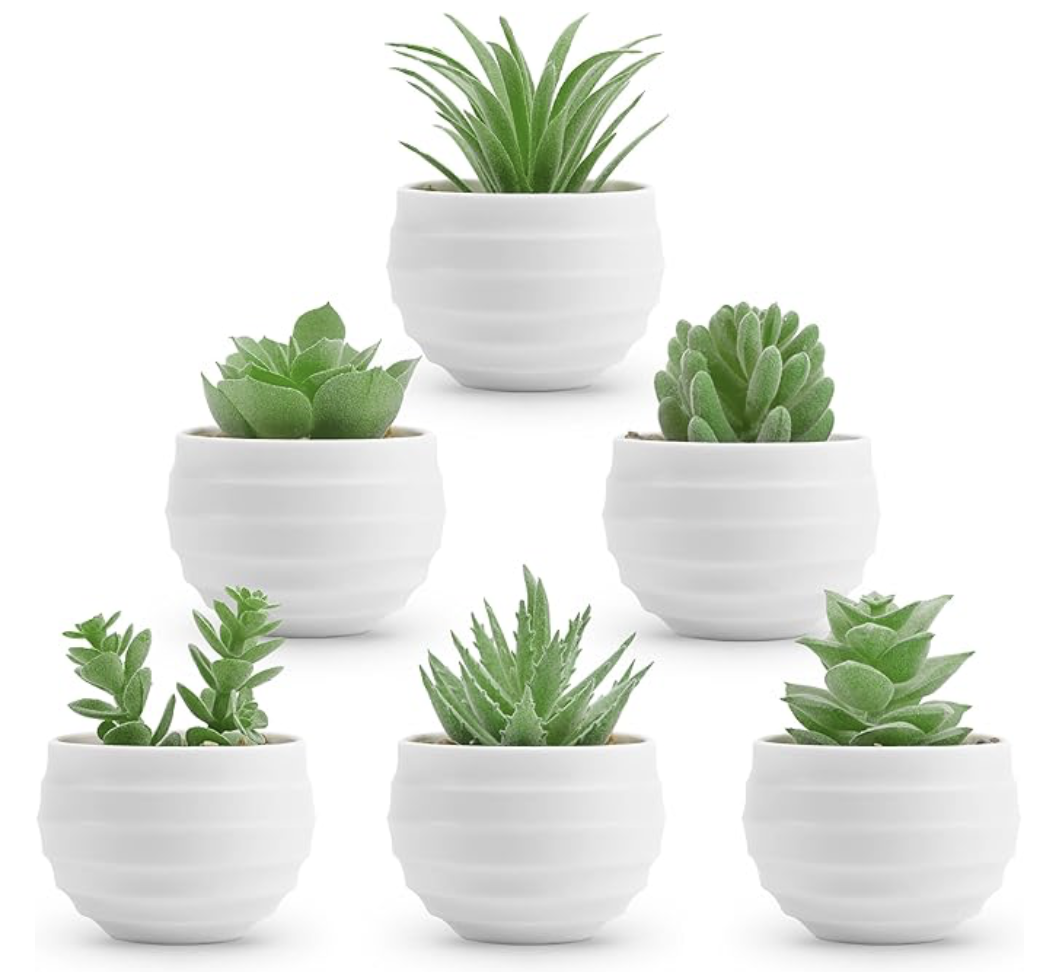 succulent set