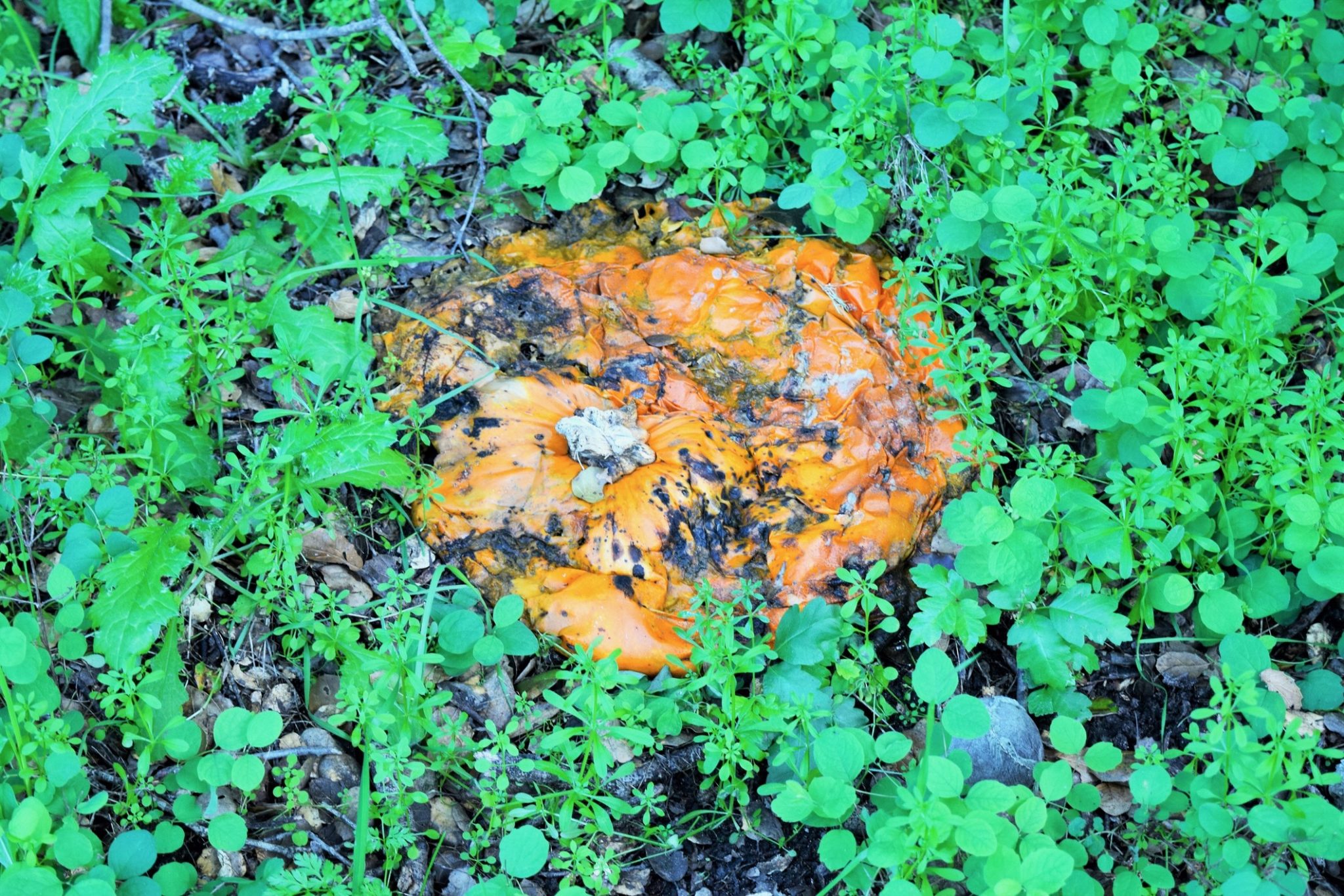 Halloween pumpkin composting naturally