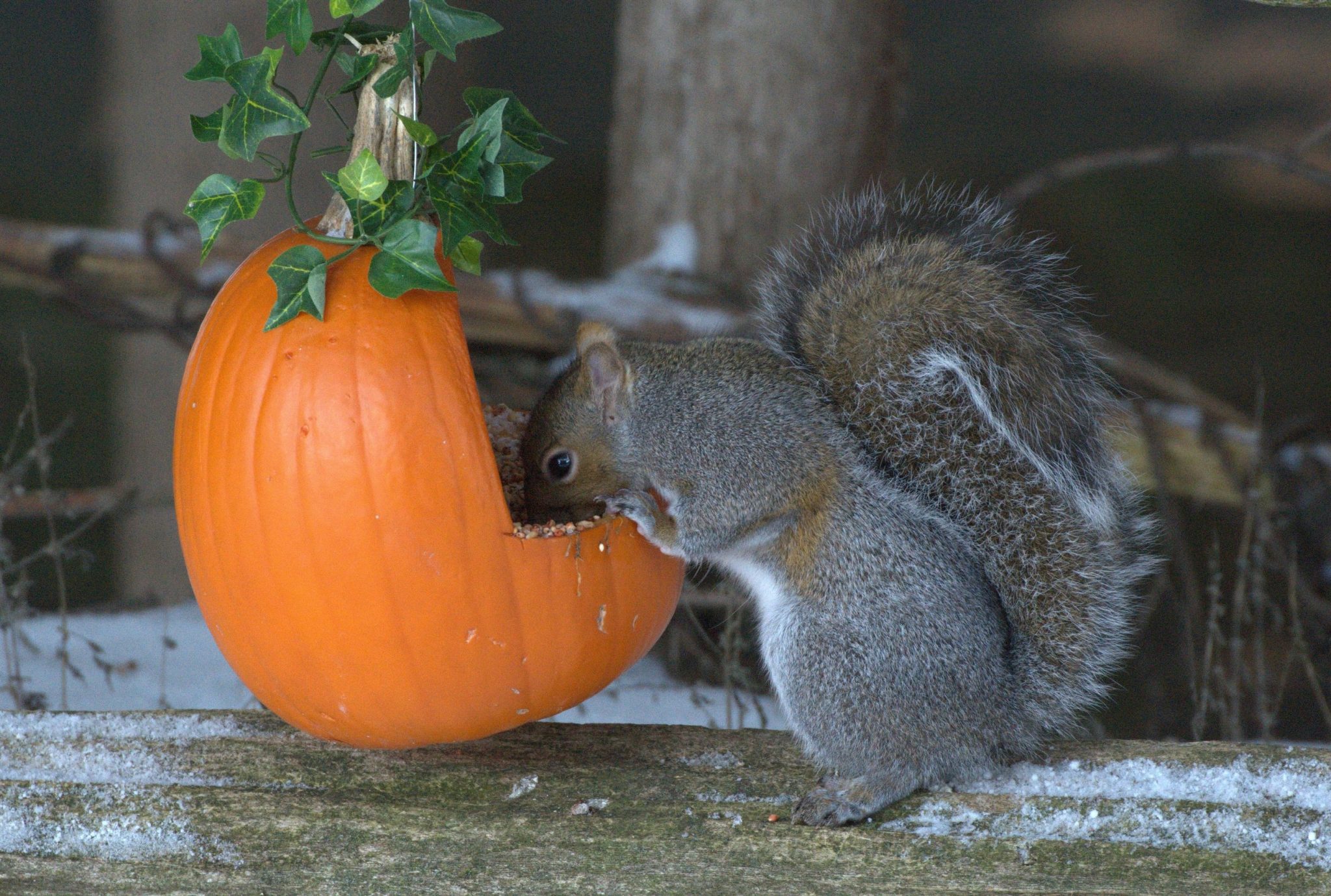 Squirrel eats bird seed from pumpkin in Halloween display