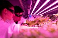 Two technicians monitor plants inside of a grow laboratory.