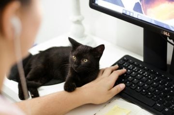 A woman uses a desktop computer with a cat nearby.