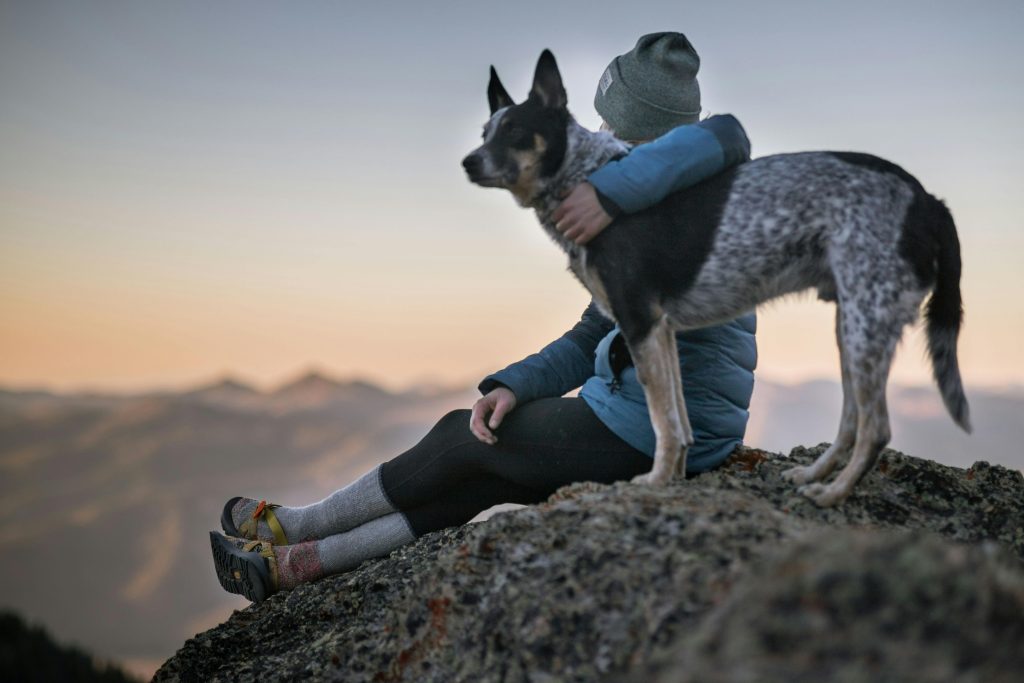 Lemonade Pet Insurance Review: Smart, Fast and Affordable Coverage?